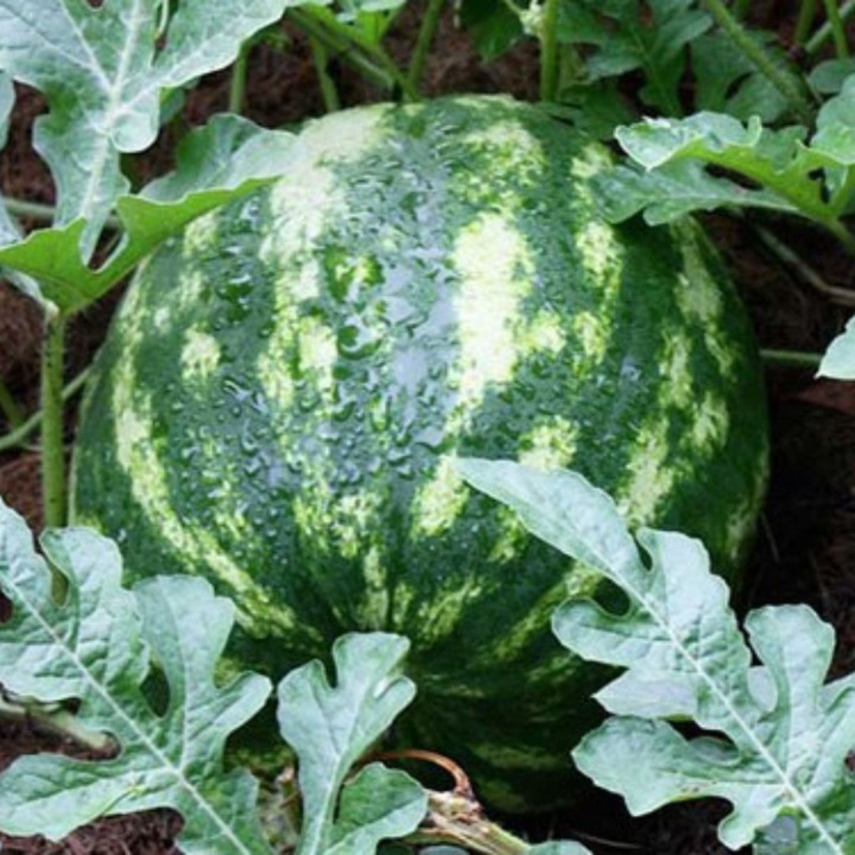 25 Seeds| Crimson Sweet Watermelon Seeds – Heirloom, Non-GMO, Large Round Melons, Sweet Juicy Red Flesh, Striped Green Rind, High Yield, Heat Tolerant, Easy to Grow Summer Garden Fruit for Fresh Eating & Juicing#6031