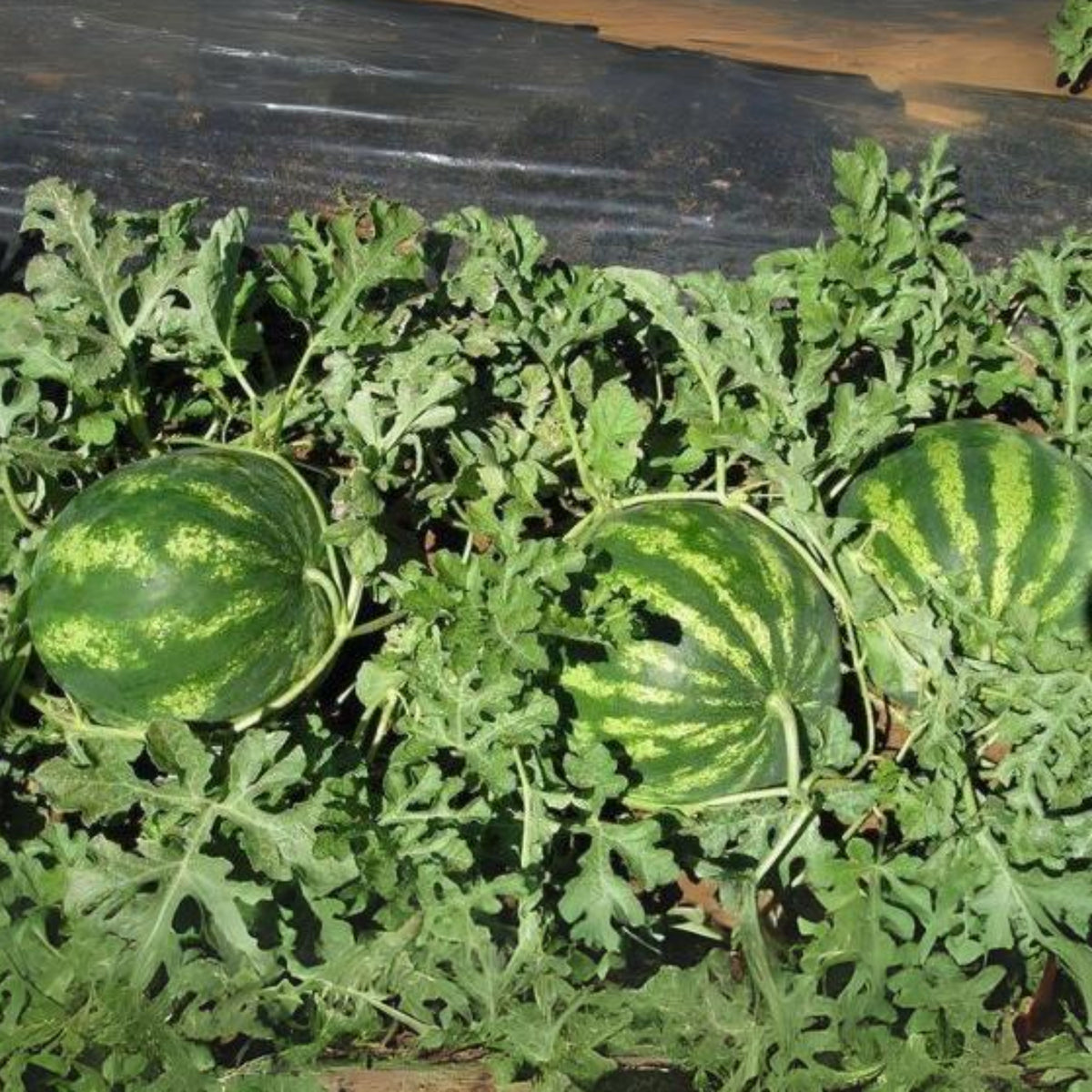 Crimson Sweet Watermelon Seeds - Sweet Red Flesh, Large Size, 25 seeds