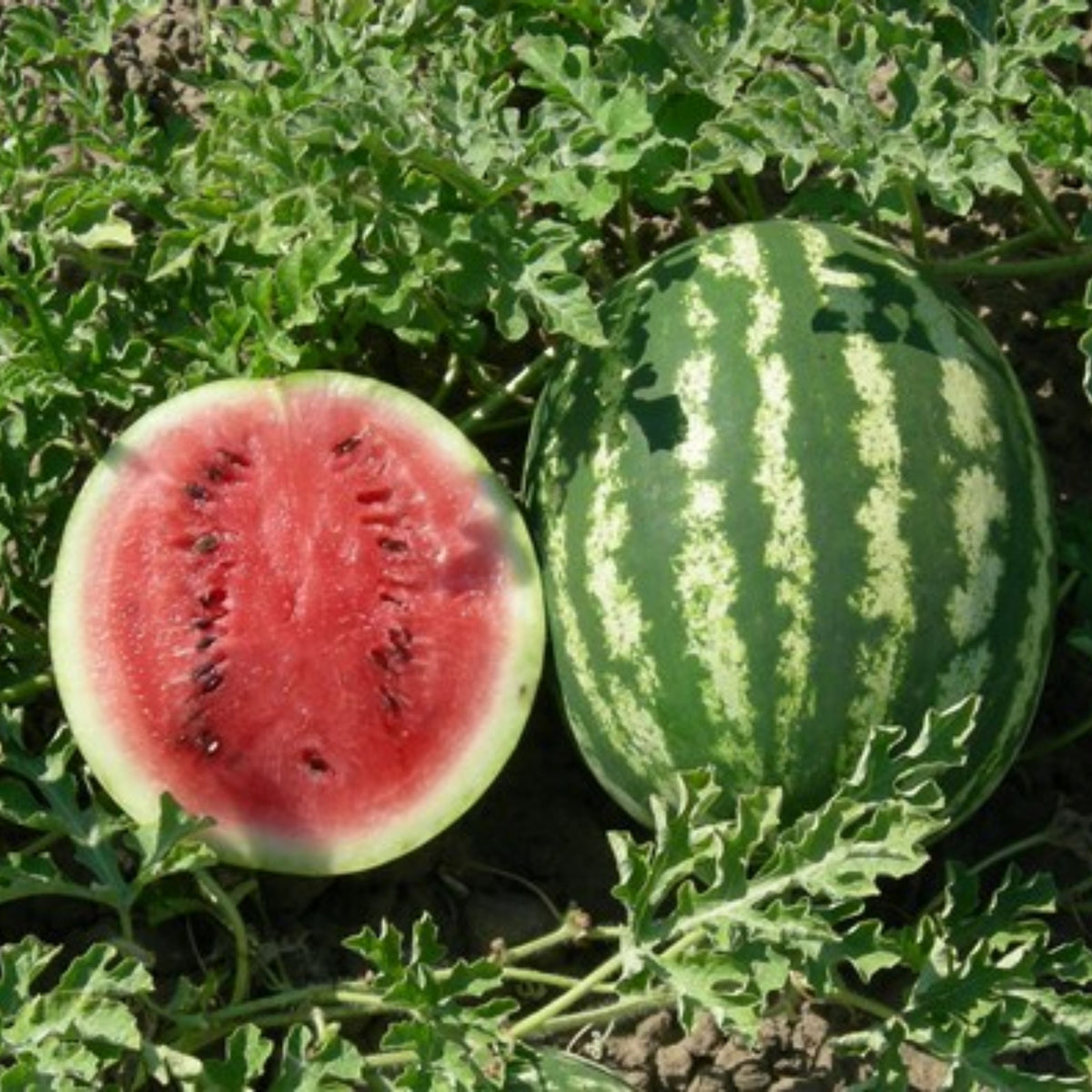 25 Seeds| Crimson Sweet Watermelon Seeds – Heirloom, Non-GMO, Large Round Melons, Sweet Juicy Red Flesh, Striped Green Rind, High Yield, Heat Tolerant, Easy to Grow Summer Garden Fruit for Fresh Eating & Juicing#6031