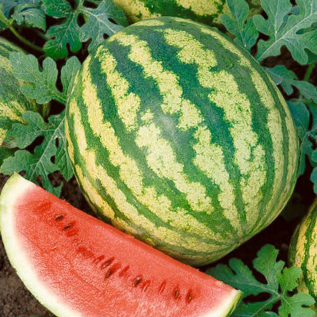 25 Seeds| Crimson Sweet Watermelon Seeds – Heirloom, Non-GMO, Large Round Melons, Sweet Juicy Red Flesh, Striped Green Rind, High Yield, Heat Tolerant, Easy to Grow Summer Garden Fruit for Fresh Eating & Juicing#6031