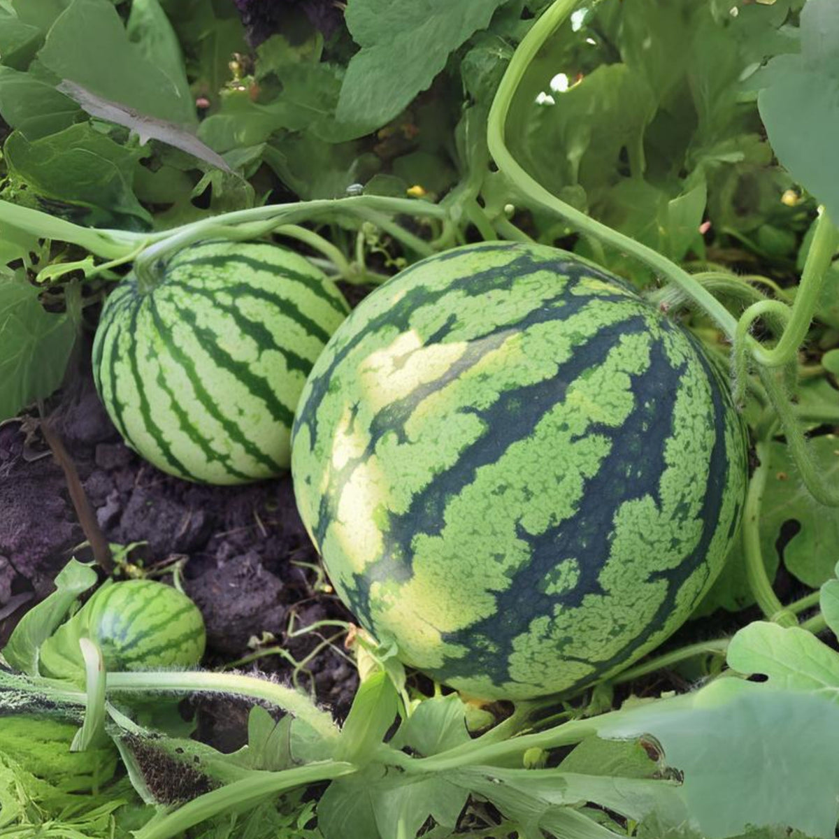 25 Seeds| Crimson Sweet Watermelon Seeds – Heirloom, Non-GMO, Large Round Melons, Sweet Juicy Red Flesh, Striped Green Rind, High Yield, Heat Tolerant, Easy to Grow Summer Garden Fruit for Fresh Eating & Juicing#6031
