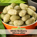 55 Seeds| White Mulberry Seeds – Heirloom, Non-GMO, Perennial Fruit Tree, Sweet White Berries, Hardy & Long-Lived, Easy to Grow, Attracts Birds & Pollinators, Perfect for Fresh Eating, Drying, and Juicing#6032