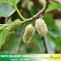 55 Seeds| White Mulberry Seeds (Morus alba) - Heirloom – Non-GMO – Perennial – Sweet White Berries – Fruit Tree – Hardy – Low Maintenance – Pollinator Friendly – Fresh or Dried – Garden to Table#6032