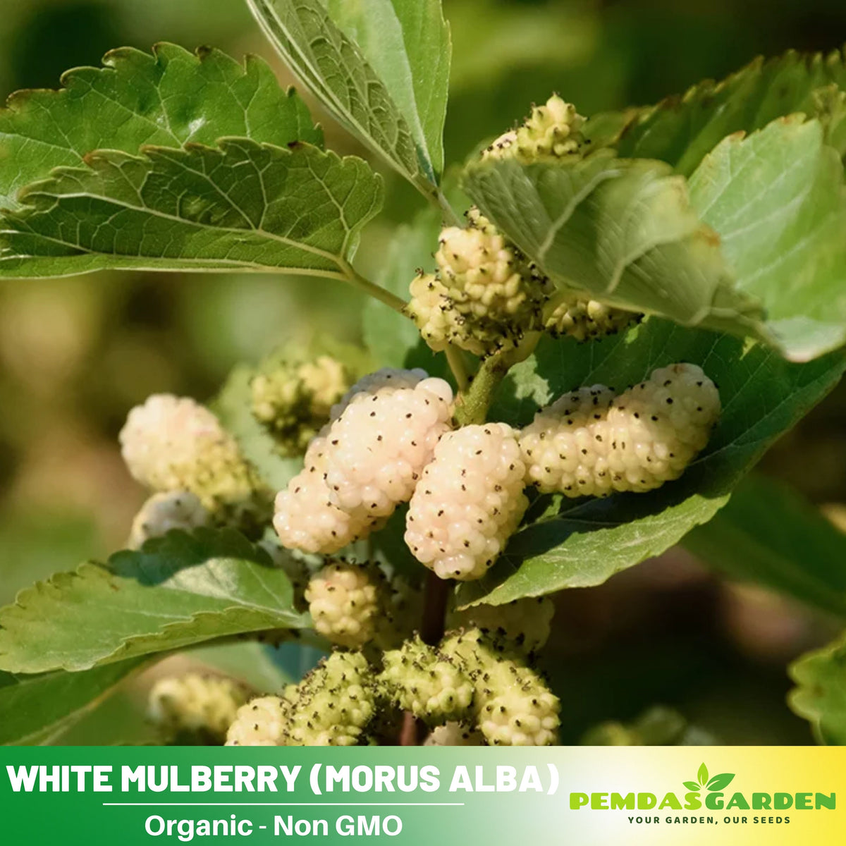 55 Seeds| White Mulberry Seeds (Morus alba) - Heirloom – Non-GMO – Perennial – Sweet White Berries – Fruit Tree – Hardy – Low Maintenance – Pollinator Friendly – Fresh or Dried – Garden to Table#6032
