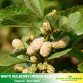 55 Seeds| White Mulberry Seeds – Heirloom, Non-GMO, Perennial Fruit Tree, Sweet White Berries, Hardy & Long-Lived, Easy to Grow, Attracts Birds & Pollinators, Perfect for Fresh Eating, Drying, and Juicing#6032