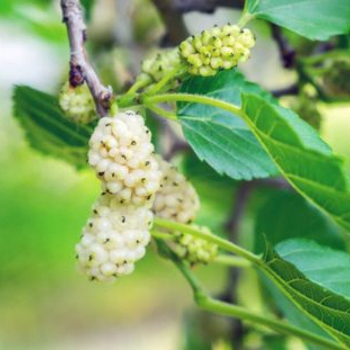 55 Seeds| White Mulberry Seeds (Morus alba) - Heirloom – Non-GMO – Perennial – Sweet White Berries – Fruit Tree – Hardy – Low Maintenance – Pollinator Friendly – Fresh or Dried – Garden to Table#6032