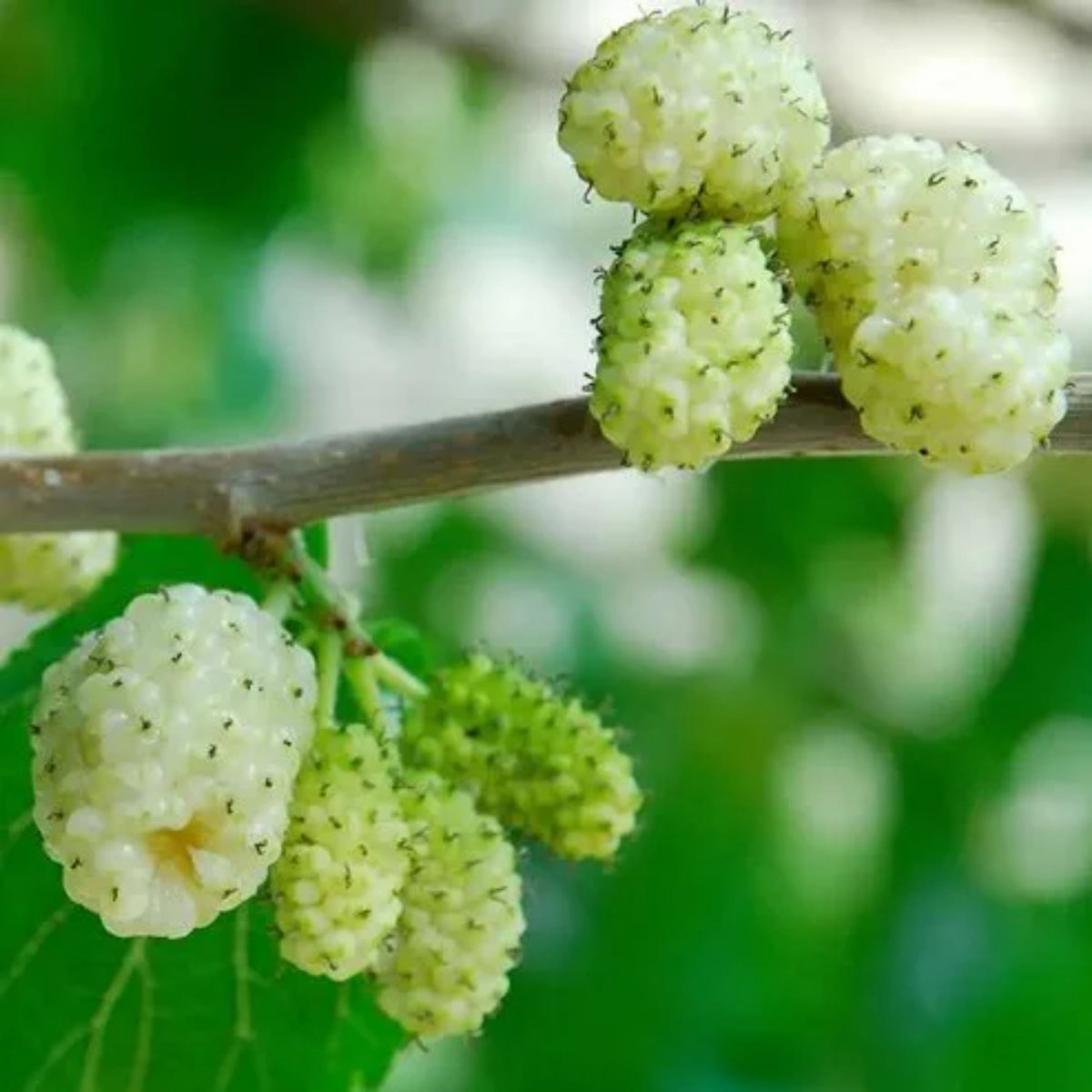 55 Seeds| White Mulberry Seeds (Morus alba) - Heirloom – Non-GMO – Perennial – Sweet White Berries – Fruit Tree – Hardy – Low Maintenance – Pollinator Friendly – Fresh or Dried – Garden to Table#6032