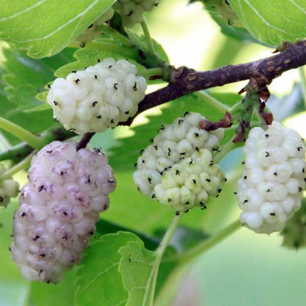 55 Seeds| White Mulberry Seeds (Morus alba) - Heirloom – Non-GMO – Perennial – Sweet White Berries – Fruit Tree – Hardy – Low Maintenance – Pollinator Friendly – Fresh or Dried – Garden to Table#6032