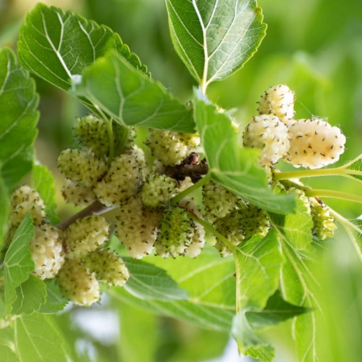 55 Seeds| White Mulberry Seeds (Morus alba) - Heirloom – Non-GMO – Perennial – Sweet White Berries – Fruit Tree – Hardy – Low Maintenance – Pollinator Friendly – Fresh or Dried – Garden to Table#6032