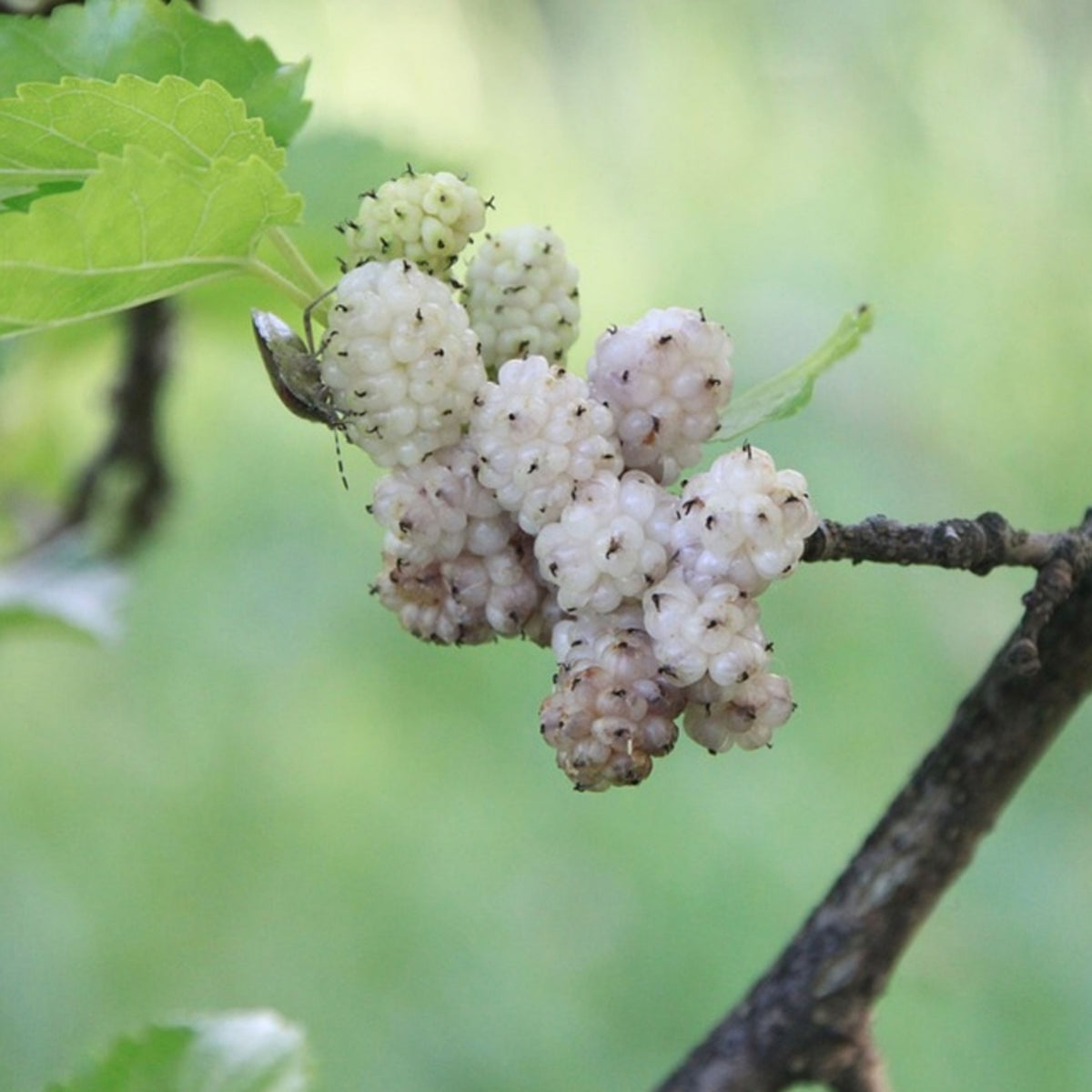 55 Seeds| White Mulberry Seeds (Morus alba) - Heirloom – Non-GMO – Perennial – Sweet White Berries – Fruit Tree – Hardy – Low Maintenance – Pollinator Friendly – Fresh or Dried – Garden to Table#6032