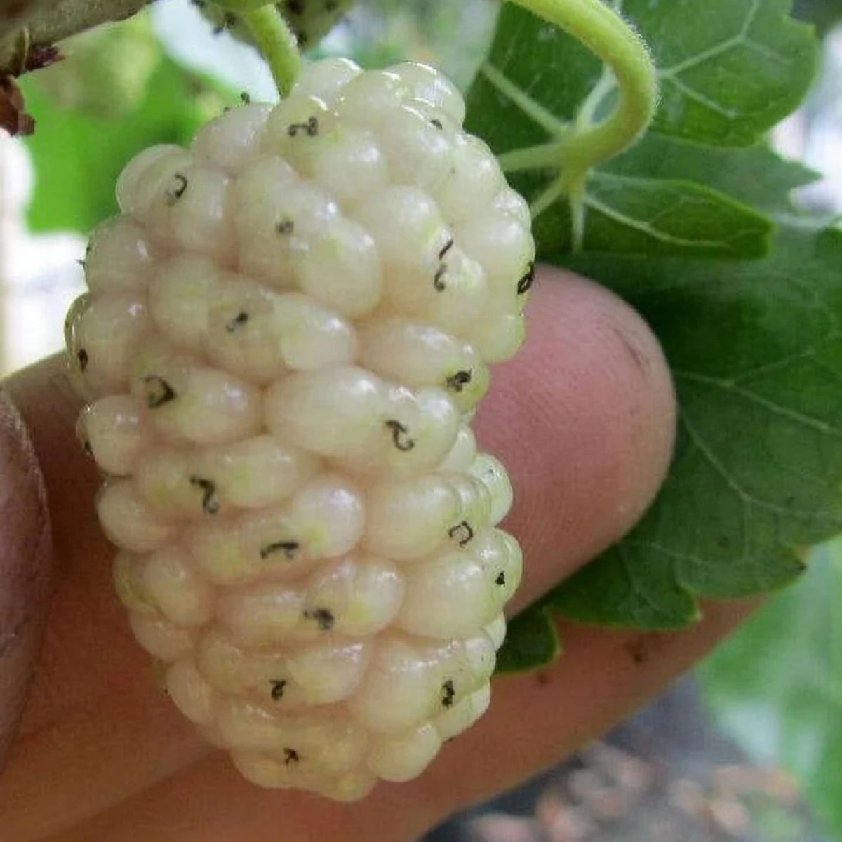 55 Seeds| White Mulberry Seeds (Morus alba) - Heirloom – Non-GMO – Perennial – Sweet White Berries – Fruit Tree – Hardy – Low Maintenance – Pollinator Friendly – Fresh or Dried – Garden to Table#6032