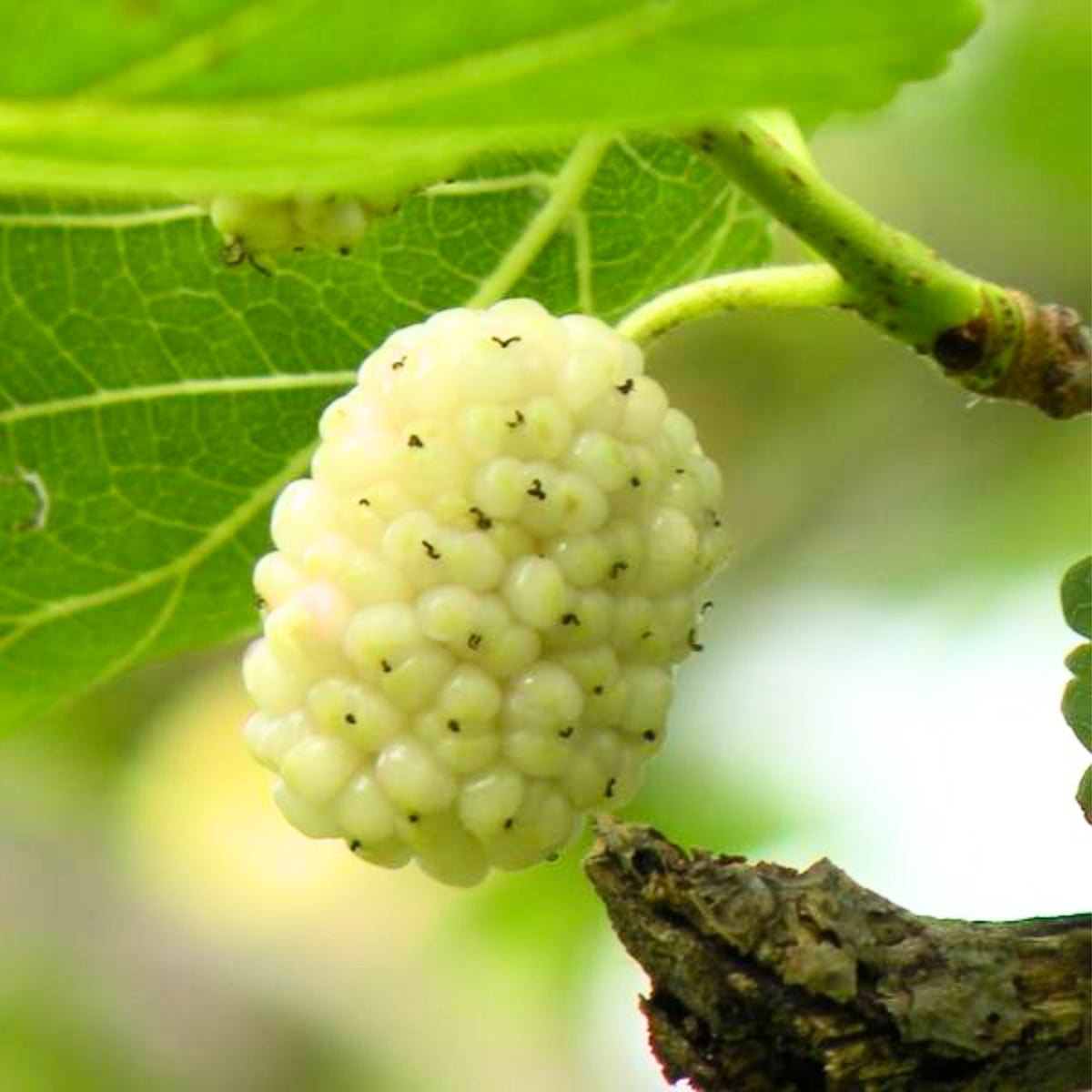 55 Seeds| White Mulberry Seeds (Morus alba) - Heirloom – Non-GMO – Perennial – Sweet White Berries – Fruit Tree – Hardy – Low Maintenance – Pollinator Friendly – Fresh or Dried – Garden to Table#6032