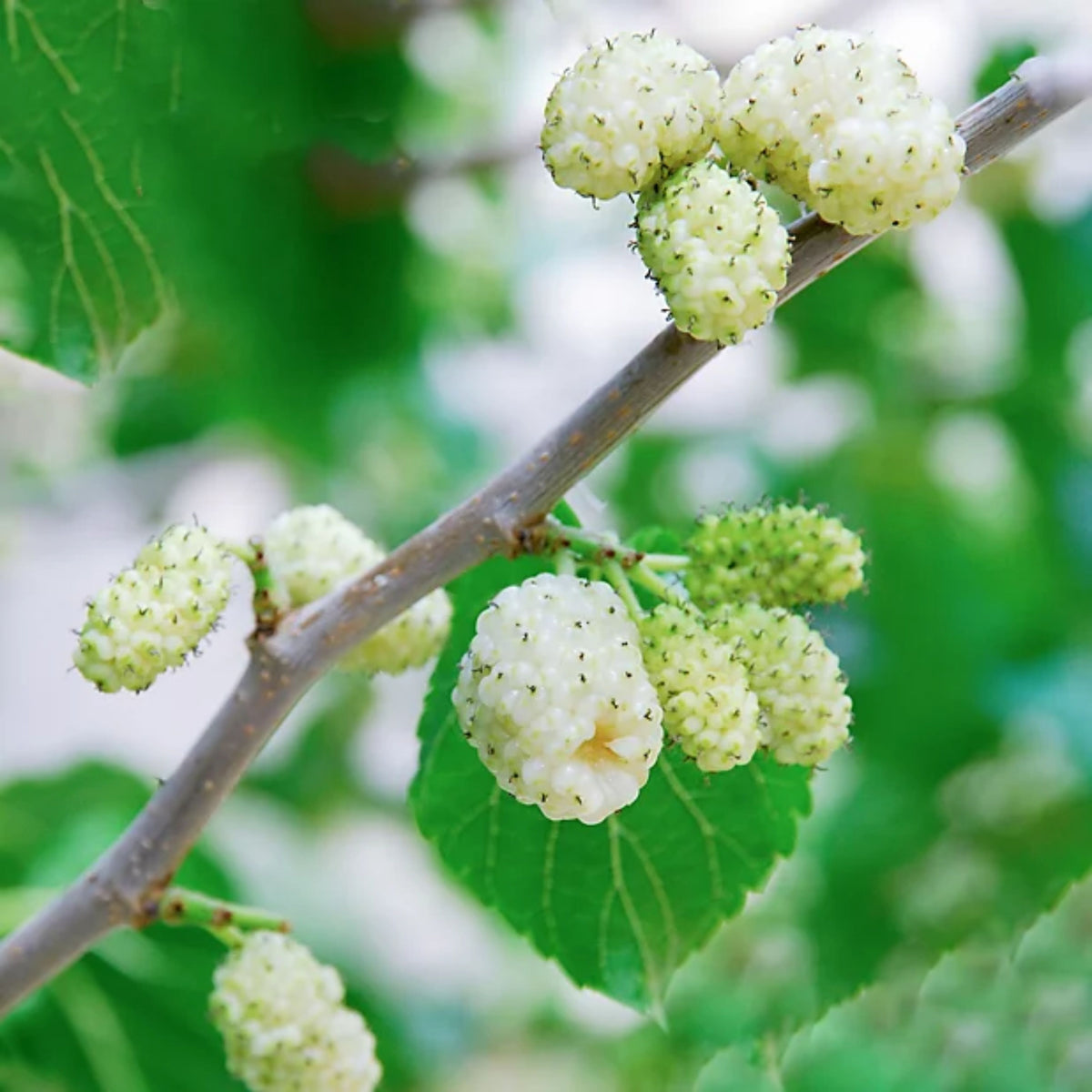 55 Seeds| White Mulberry Seeds (Morus alba) - Heirloom – Non-GMO – Perennial – Sweet White Berries – Fruit Tree – Hardy – Low Maintenance – Pollinator Friendly – Fresh or Dried – Garden to Table#6032