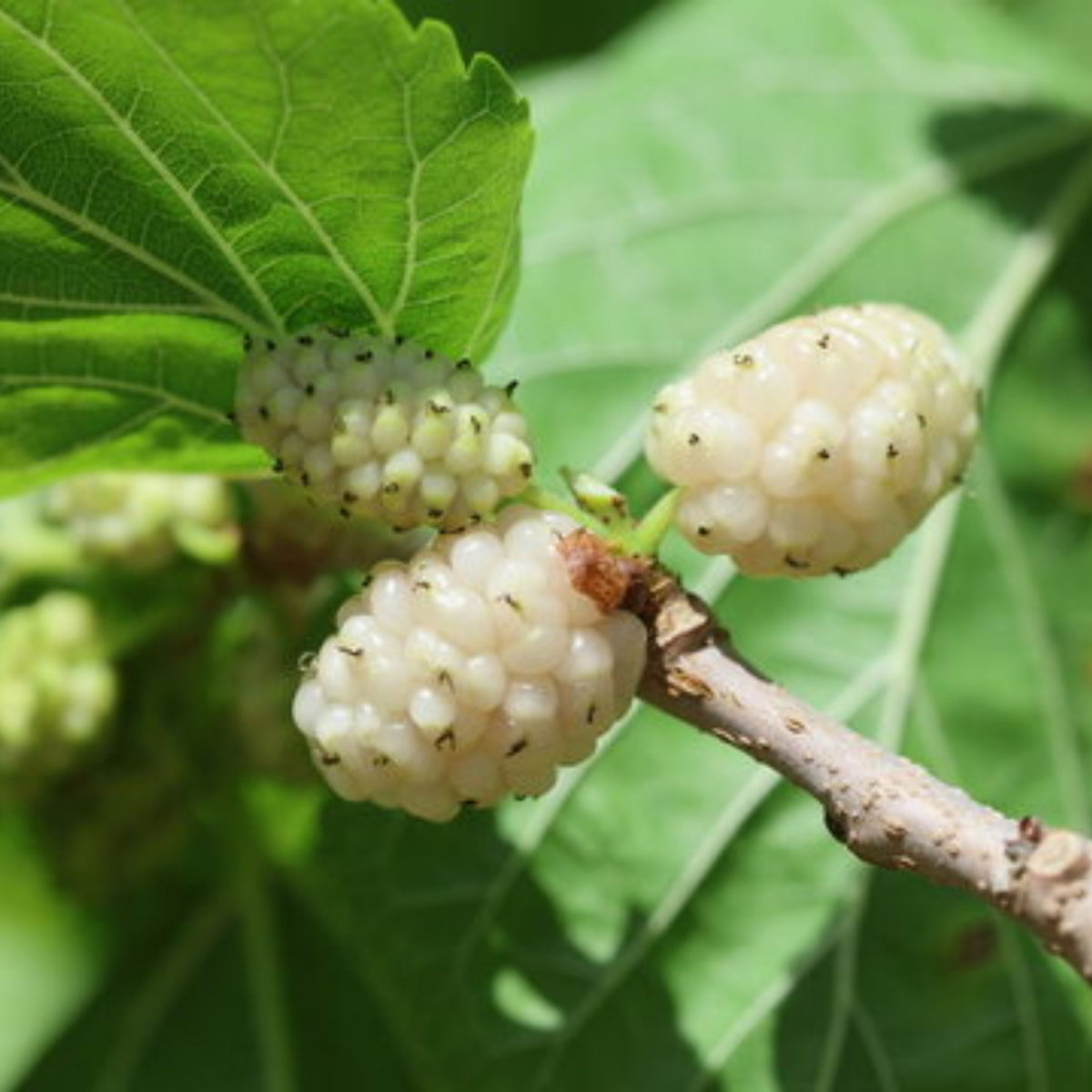 55 Seeds| White Mulberry Seeds (Morus alba) - Heirloom – Non-GMO – Perennial – Sweet White Berries – Fruit Tree – Hardy – Low Maintenance – Pollinator Friendly – Fresh or Dried – Garden to Table#6032