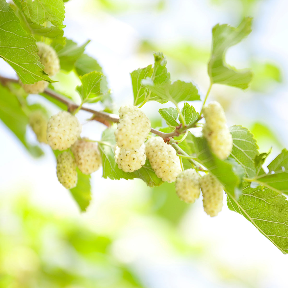 55 Seeds| White Mulberry Seeds (Morus alba) - Heirloom – Non-GMO – Perennial – Sweet White Berries – Fruit Tree – Hardy – Low Maintenance – Pollinator Friendly – Fresh or Dried – Garden to Table#6032