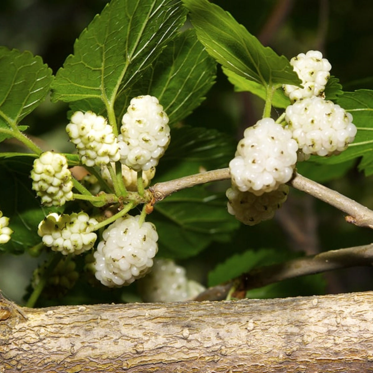 55 Seeds| White Mulberry Seeds (Morus alba) - Heirloom – Non-GMO – Perennial – Sweet White Berries – Fruit Tree – Hardy – Low Maintenance – Pollinator Friendly – Fresh or Dried – Garden to Table#6032