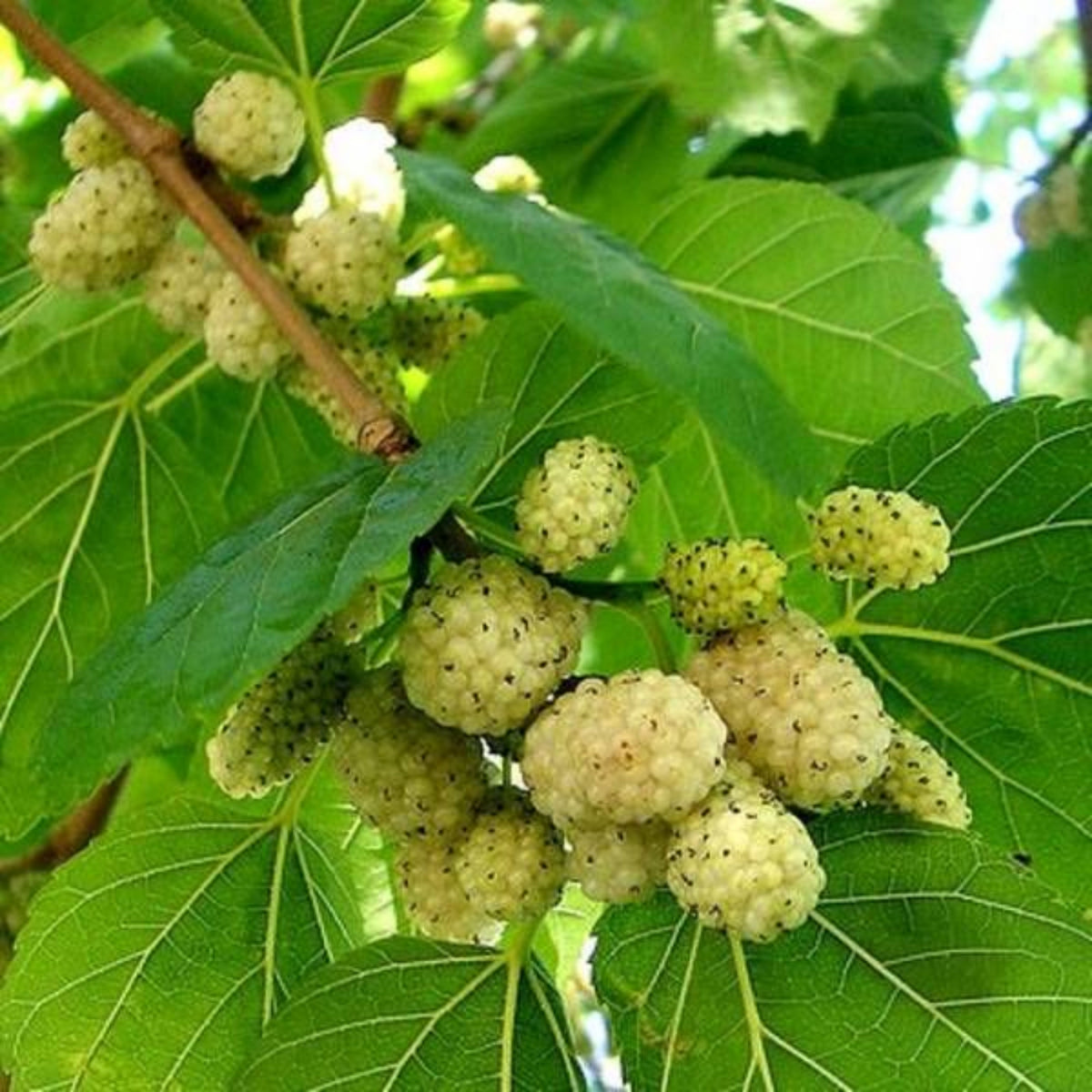 55 Seeds| White Mulberry Seeds (Morus alba) - Heirloom – Non-GMO – Perennial – Sweet White Berries – Fruit Tree – Hardy – Low Maintenance – Pollinator Friendly – Fresh or Dried – Garden to Table#6032