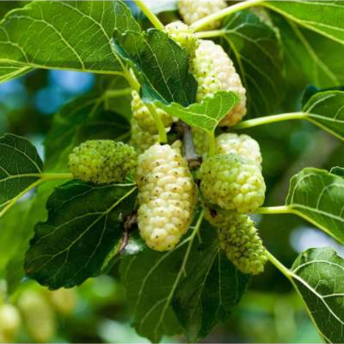 55 Seeds| White Mulberry Seeds (Morus alba) - Heirloom – Non-GMO – Perennial – Sweet White Berries – Fruit Tree – Hardy – Low Maintenance – Pollinator Friendly – Fresh or Dried – Garden to Table#6032