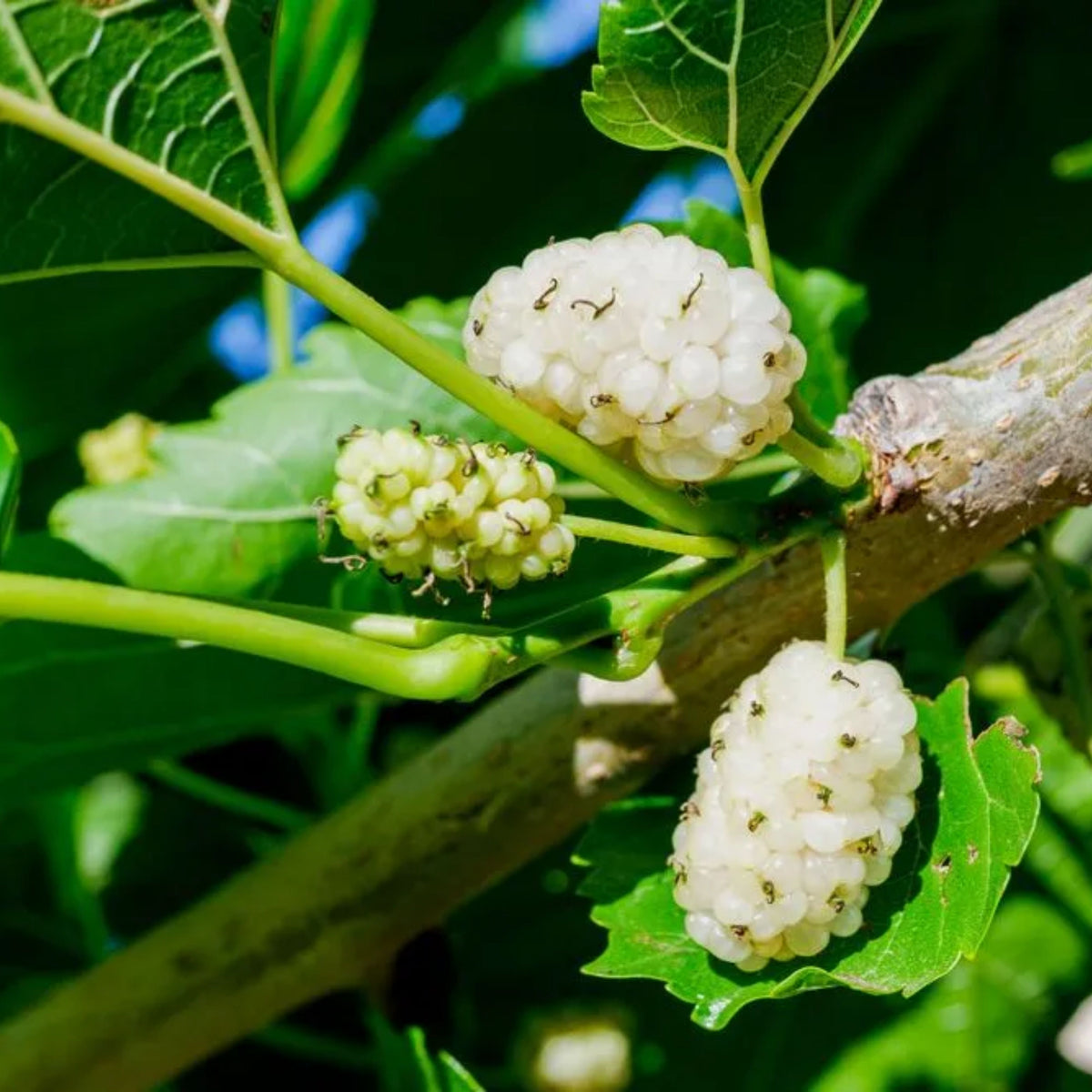 55 Seeds| White Mulberry Seeds (Morus alba) - Heirloom – Non-GMO – Perennial – Sweet White Berries – Fruit Tree – Hardy – Low Maintenance – Pollinator Friendly – Fresh or Dried – Garden to Table#6032