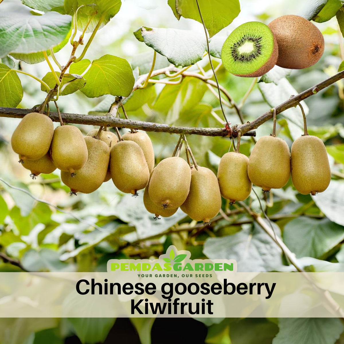 Kiwi Fruit Chinese Gooseberry Seeds, 105 seeds