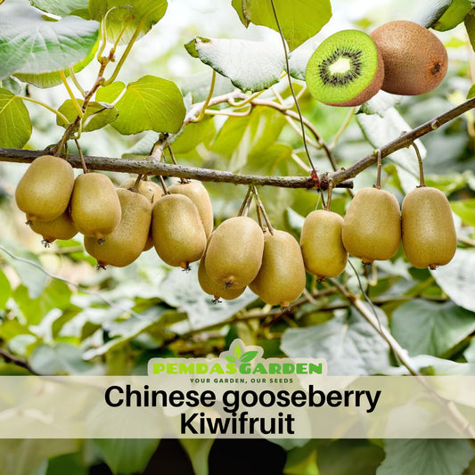 Kiwi Fruit Seeds - Chinese Gooseberry, Perennial Fruit Vine, 105 seeds