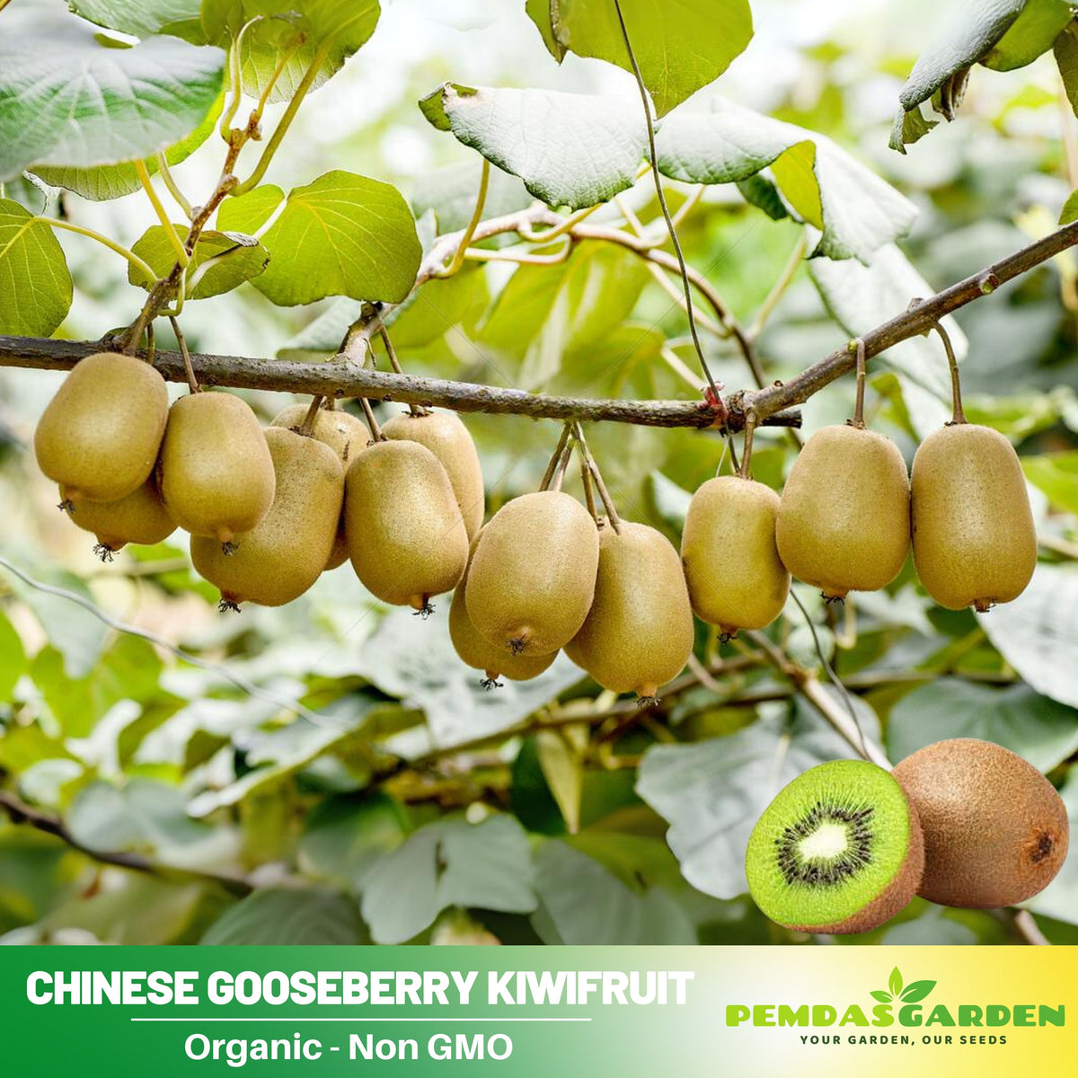 105 Seeds| Kiwi Fruit Seeds – Chinese Gooseberry, Heirloom, Non-GMO, Perennial Fruit Vine, Sweet Green Flesh, Hardy & Vigorous Climber, Easy to Grow for Trellises, Arbors, Fresh Eating, Juicing, and Smoothies#6033