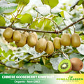 105 Seeds| Kiwi Fruit Chinese Gooseberry Seeds #6033