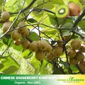 105 Seeds| Kiwi Fruit Seeds – Chinese Gooseberry, Heirloom, Non-GMO, Perennial Fruit Vine, Sweet Green Flesh, Hardy & Vigorous Climber, Easy to Grow for Trellises, Arbors, Fresh Eating, Juicing, and Smoothies#6033