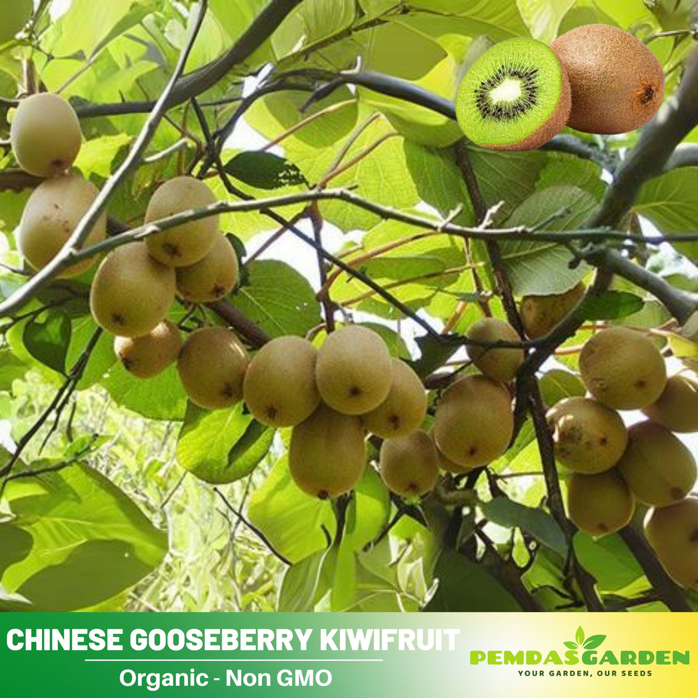 kiwi fruit seeds for planting 105 Seeds| Kiwi Fruit Seeds – Chinese Gooseberry, Heirloom, Non-GMO, P – PEMDASGARDEN