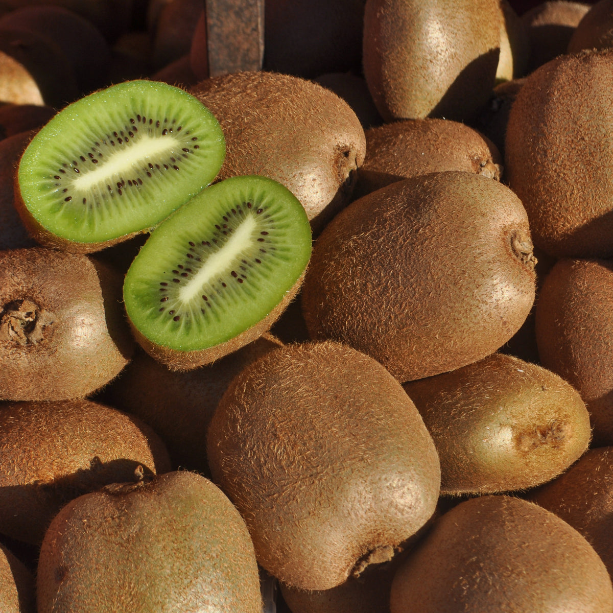 Kiwi Fruit Chinese Gooseberry Seeds, 105 seeds