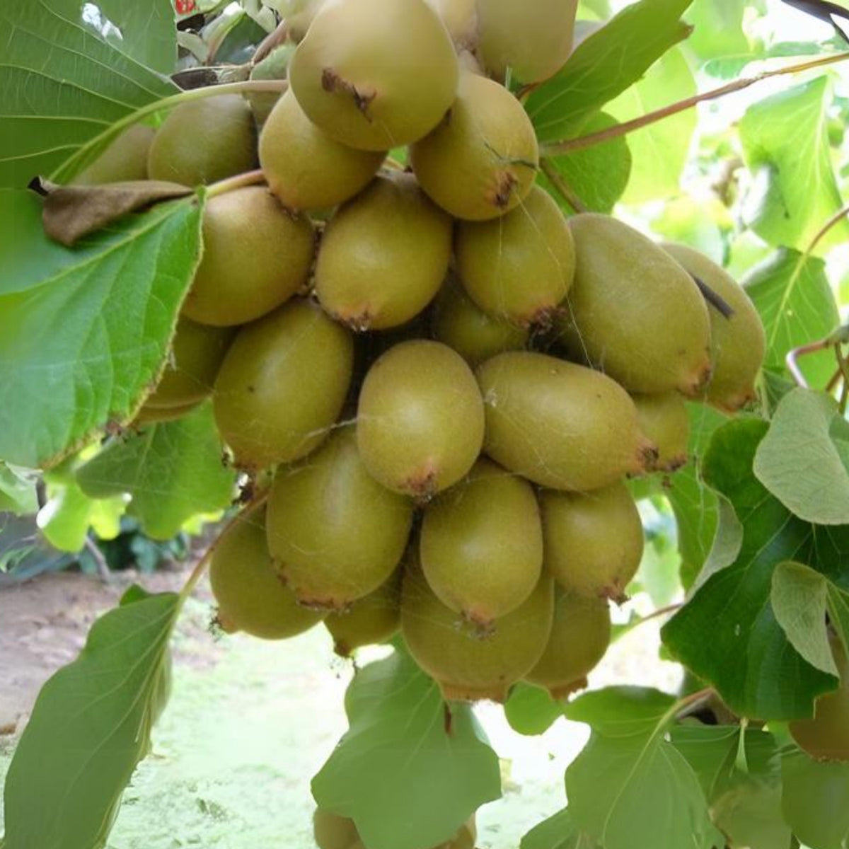 105 Seeds| Kiwi Fruit Seeds – Chinese Gooseberry, Heirloom, Non-GMO, Perennial Fruit Vine, Sweet Green Flesh, Hardy & Vigorous Climber, Easy to Grow for Trellises, Arbors, Fresh Eating, Juicing, and Smoothies#6033
