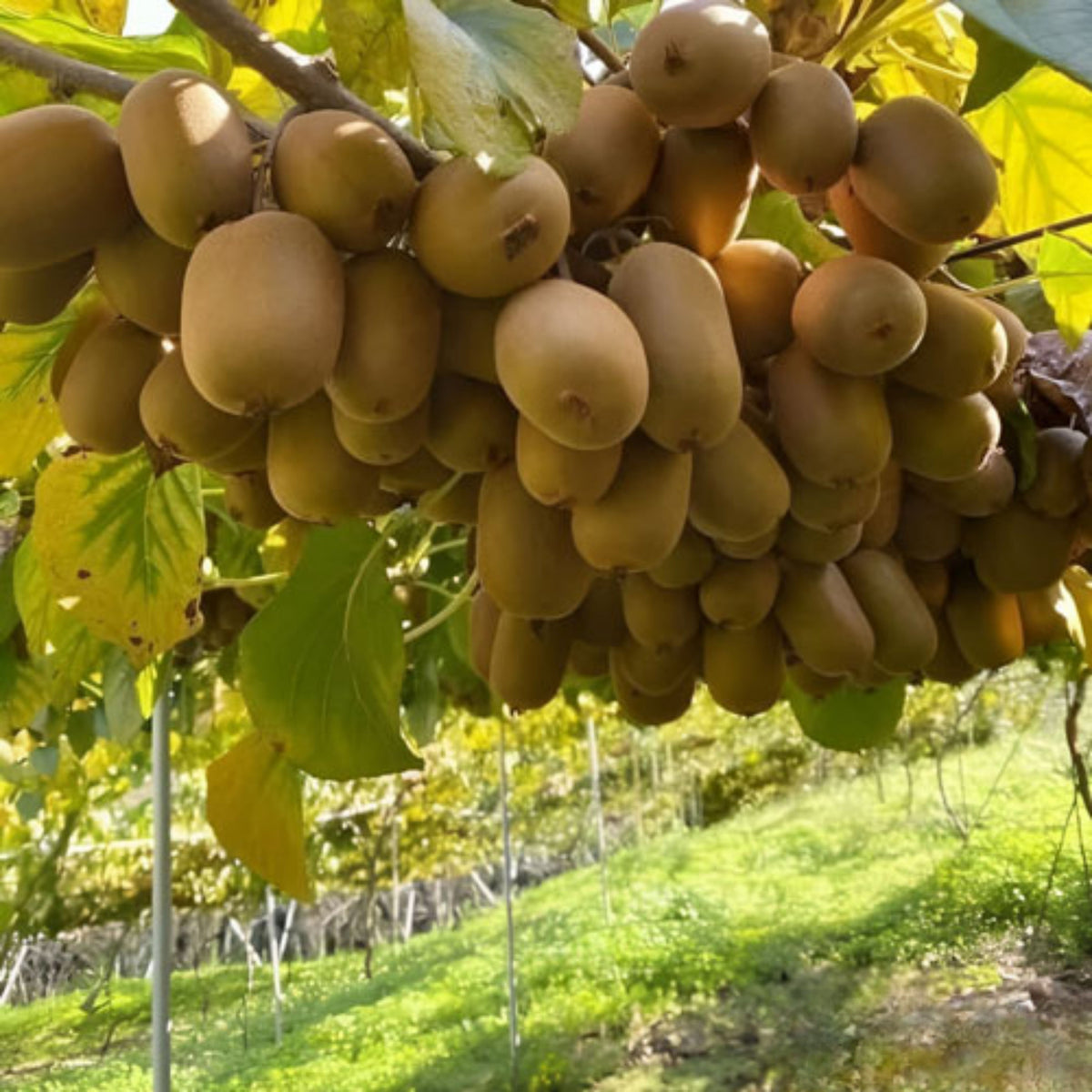 105 Seeds| Kiwi Fruit Seeds – Chinese Gooseberry, Heirloom, Non-GMO, Perennial Fruit Vine, Sweet Green Flesh, Hardy & Vigorous Climber, Easy to Grow for Trellises, Arbors, Fresh Eating, Juicing, and Smoothies#6033