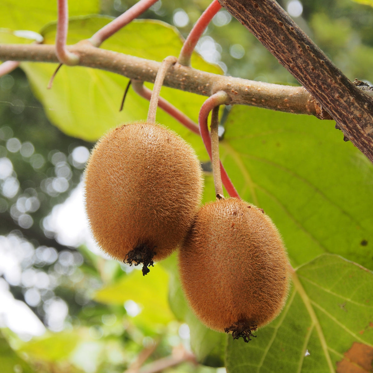 Kiwi Fruit Chinese Gooseberry Seeds, 105 seeds