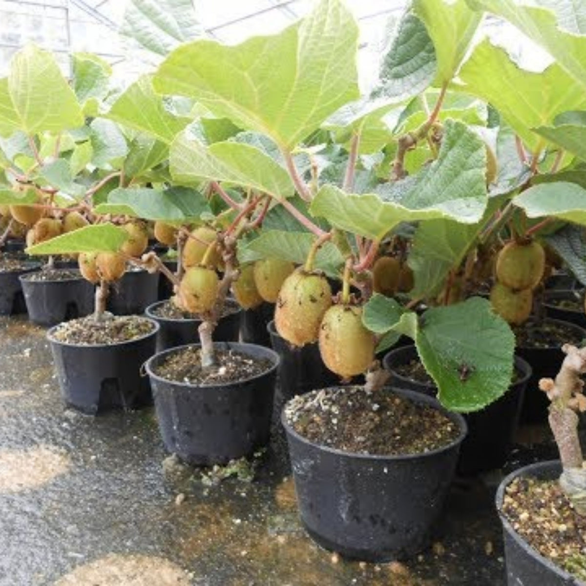 105 Seeds| Kiwi Fruit Seeds – Chinese Gooseberry, Heirloom, Non-GMO, Perennial Fruit Vine, Sweet Green Flesh, Hardy & Vigorous Climber, Easy to Grow for Trellises, Arbors, Fresh Eating, Juicing, and Smoothies#6033