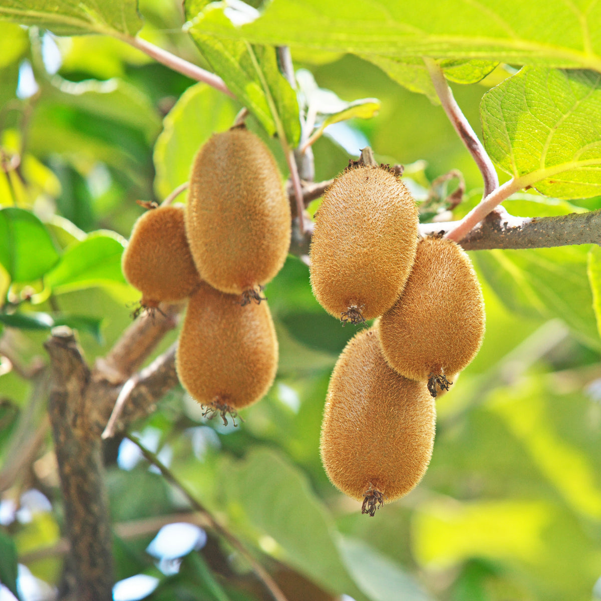 Kiwi Fruit Chinese Gooseberry Seeds, 105 seeds