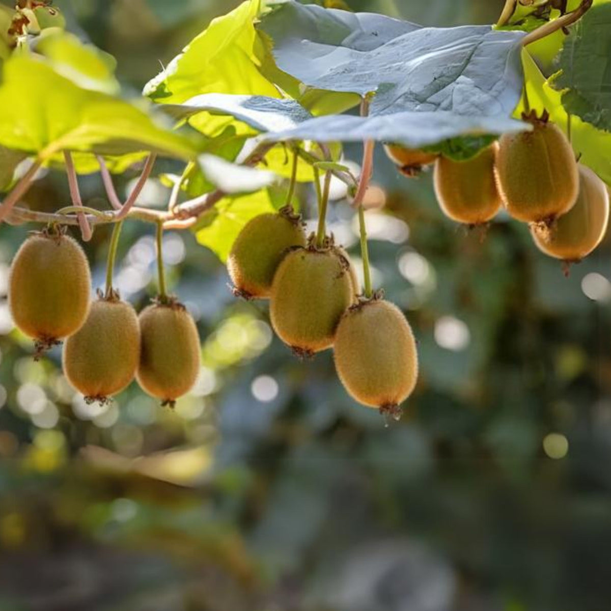 105 Seeds| Kiwi Fruit Seeds – Chinese Gooseberry, Heirloom, Non-GMO, Perennial Fruit Vine, Sweet Green Flesh, Hardy & Vigorous Climber, Easy to Grow for Trellises, Arbors, Fresh Eating, Juicing, and Smoothies#6033