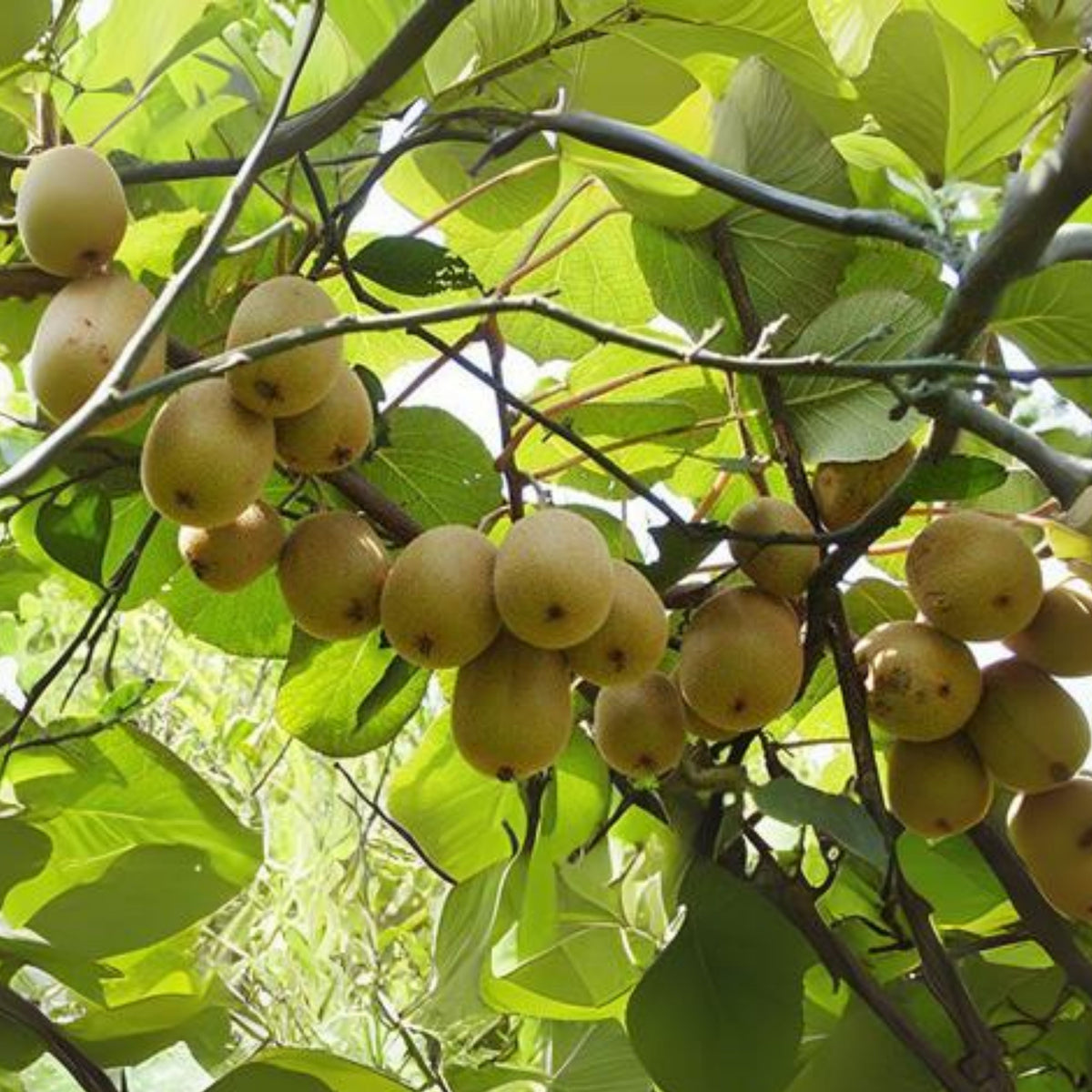 105 Seeds| Kiwi Fruit Seeds – Chinese Gooseberry, Heirloom, Non-GMO, Perennial Fruit Vine, Sweet Green Flesh, Hardy & Vigorous Climber, Easy to Grow for Trellises, Arbors, Fresh Eating, Juicing, and Smoothies#6033