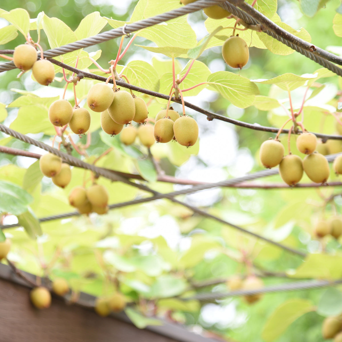 105 Seeds| Kiwi Fruit Seeds – Chinese Gooseberry, Heirloom, Non-GMO, Perennial Fruit Vine, Sweet Green Flesh, Hardy & Vigorous Climber, Easy to Grow for Trellises, Arbors, Fresh Eating, Juicing, and Smoothies#6033