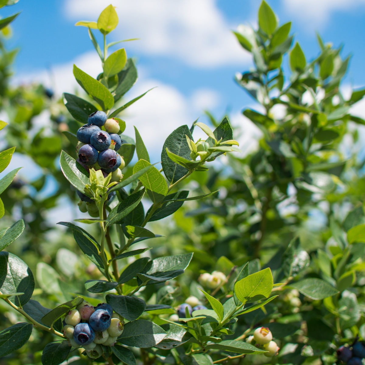 Northern Highbush Blueberry Seeds - Perennial Fruit Shrub, 55 seeds