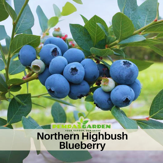 Northern Highbush Blueberry Seeds - Perennial Fruit Shrub, 55 seeds