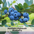 55 Seeds| Northern Highbush Blueberry Seeds -Heirloom – Non-GMO – Perennial – Cold Hardy – High Yield – Sweet Juicy Berries – Antioxidant Rich – Baking & Smoothies – Fresh Eating – Garden to Table#6035