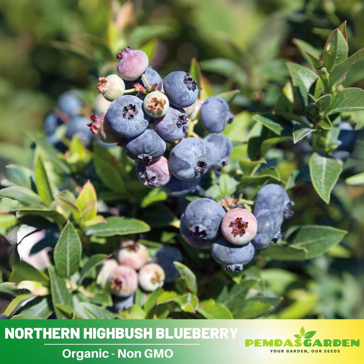 55 Seeds| Northern Highbush Blueberry Seeds – Heirloom, Non-GMO, Perennial Fruit Shrub, Sweet Juicy Berries, Cold Hardy, High Yield, Perfect for Fresh Eating, Baking, Smoothies, Jams, and Home Gardens#6035