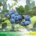 55 Seeds| Northern Highbush Blueberry Seeds – Heirloom, Non-GMO, Perennial Fruit Shrub, Sweet Juicy Berries, Cold Hardy, High Yield, Perfect for Fresh Eating, Baking, Smoothies, Jams, and Home Gardens#6035