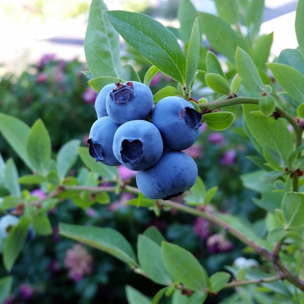 Northern Highbush Blueberry Seeds - Perennial Fruit Shrub, 55 seeds