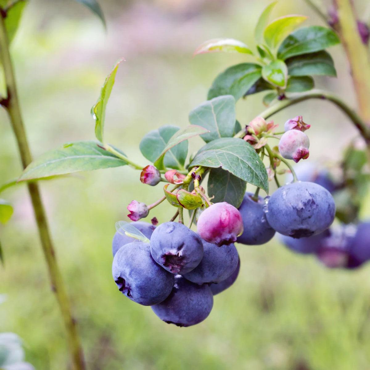 55 Seeds| Northern Highbush Blueberry Seeds – Heirloom, Non-GMO, Perennial Fruit Shrub, Sweet Juicy Berries, Cold Hardy, High Yield, Perfect for Fresh Eating, Baking, Smoothies, Jams, and Home Gardens#6035