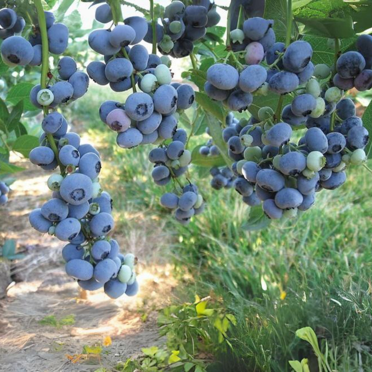Northern Highbush Blueberry Seeds - Perennial Fruit Shrub, 55 seeds