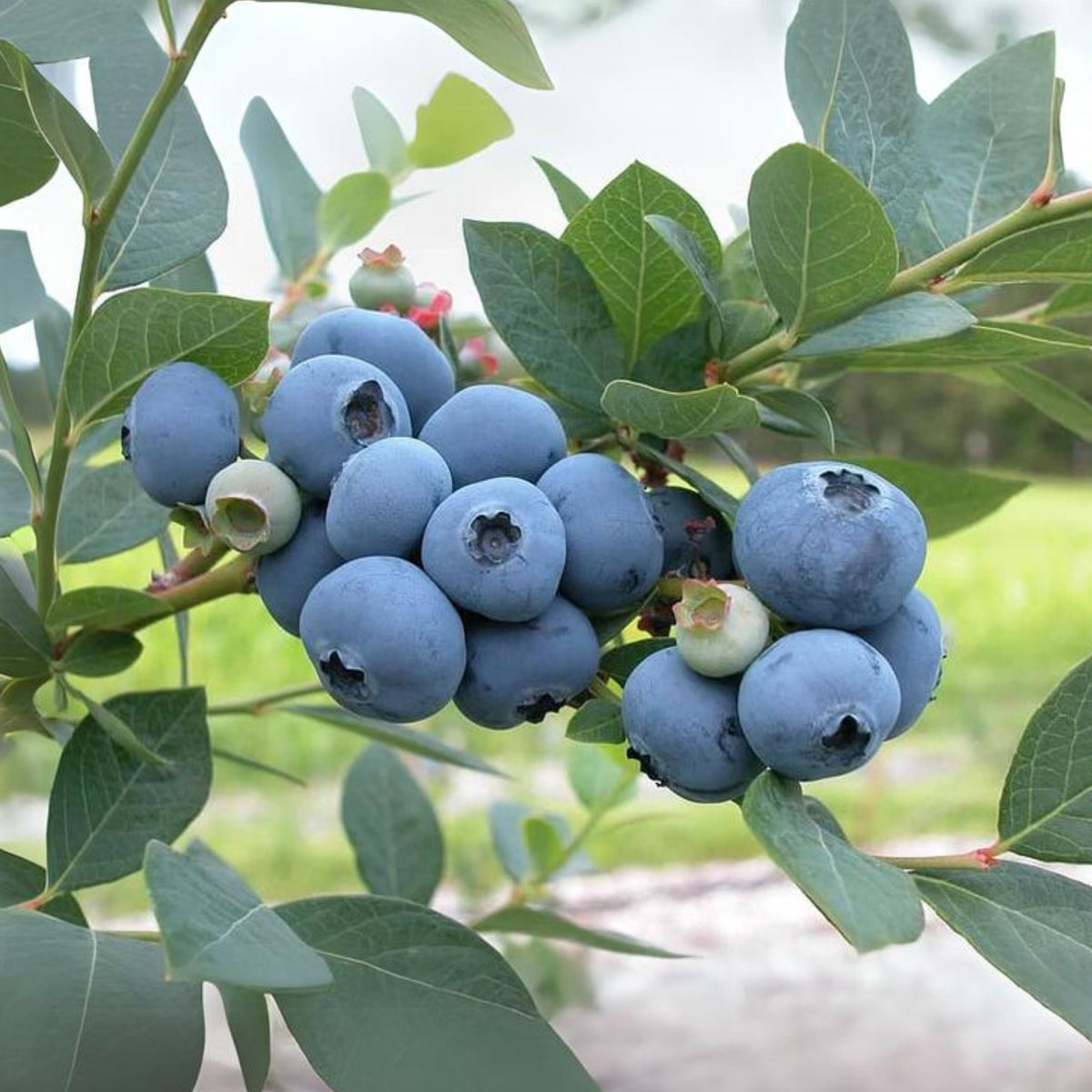 Northern Highbush Blueberry Seeds - Perennial Fruit Shrub, 55 seeds