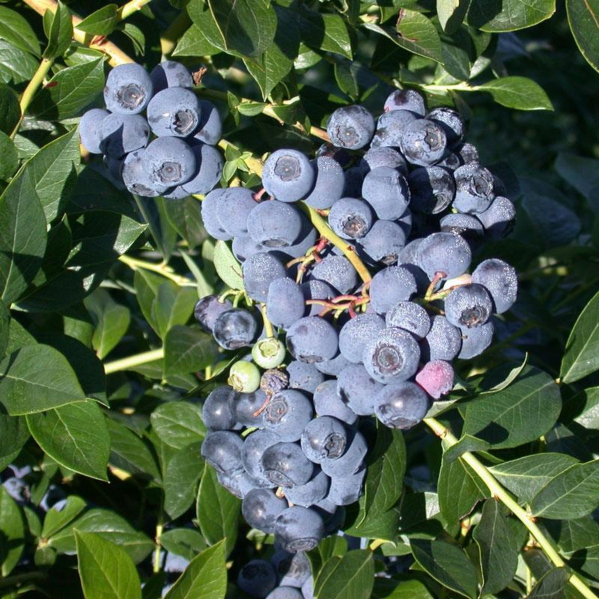 Northern Highbush Blueberry Seeds - Perennial Fruit Shrub, 55 seeds