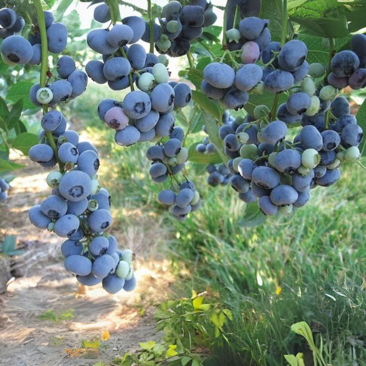 55 Seeds| Northern Highbush Blueberry Seeds – Heirloom, Non-GMO, Perennial Fruit Shrub, Sweet Juicy Berries, Cold Hardy, High Yield, Perfect for Fresh Eating, Baking, Smoothies, Jams, and Home Gardens#6035