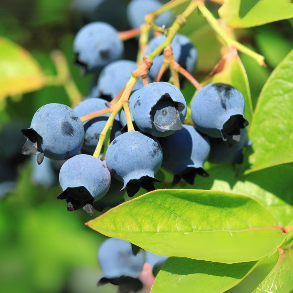Northern Highbush Blueberry Seeds - Perennial Fruit Shrub, 55 seeds